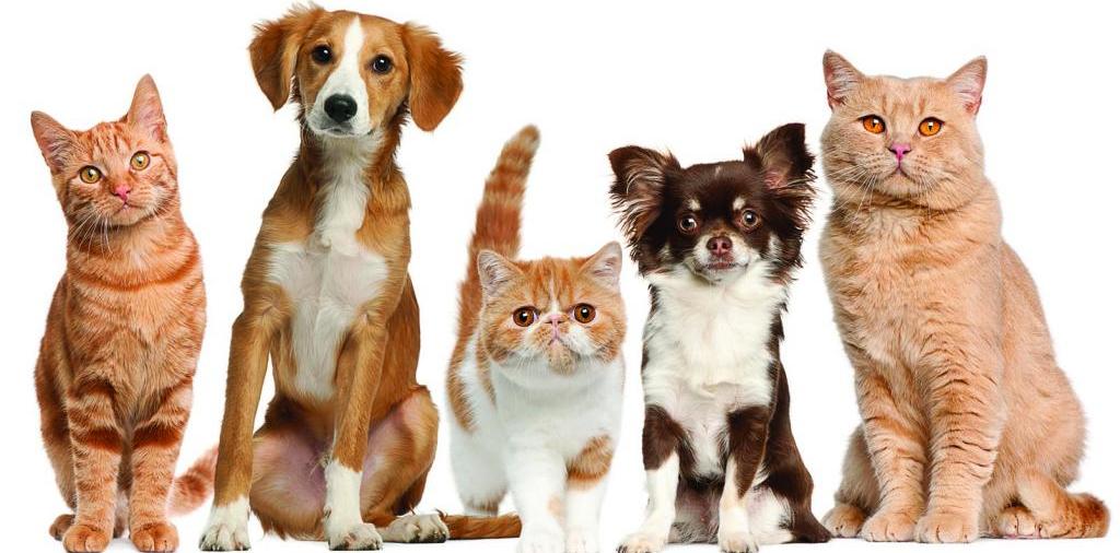 Доска объявлений о животных | ЗооТом - продажа, вязка и услуги для животных в Пионерском