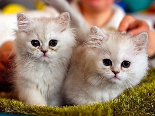 Породы кошек в Пионерском | ЗооТом портал о животных