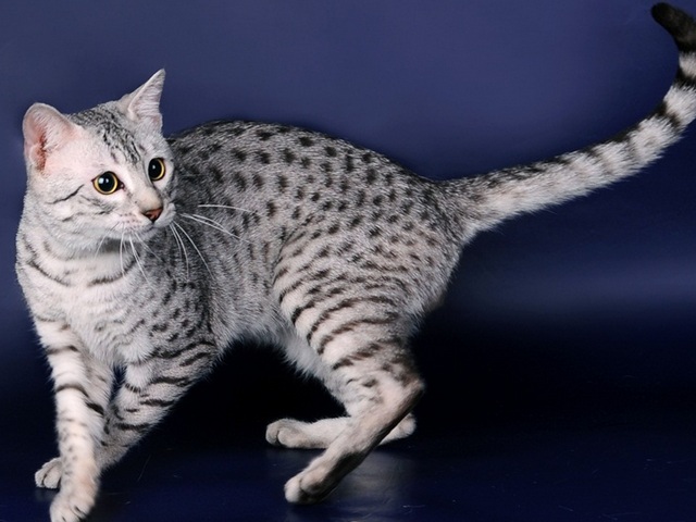 Породы кошек в Пионерском | ЗооТом портал о животных
