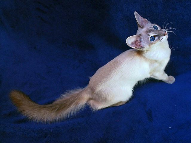 Выведенные породы кошек в Пионерском | ЗооТом портал о животных