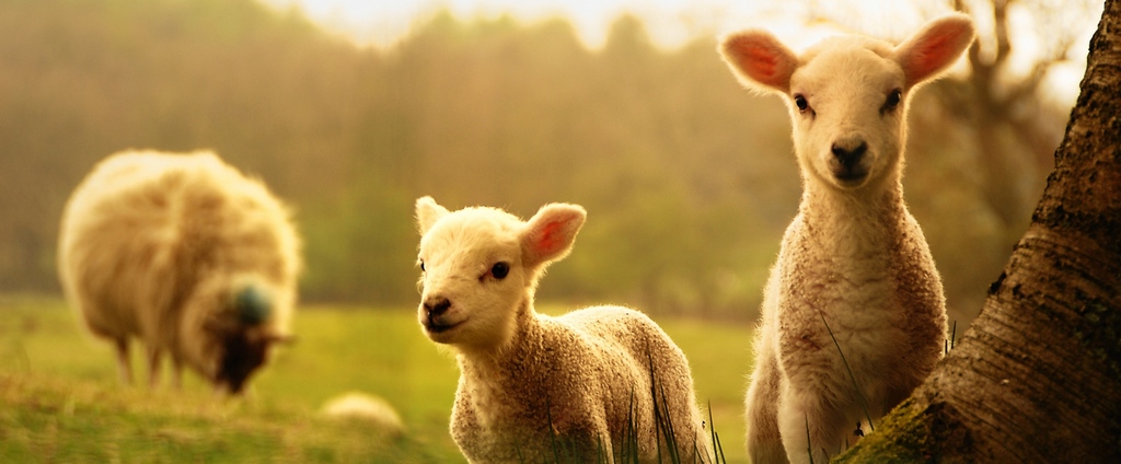 Объявления о сельскохозяйственных животных | ЗооТом - продажа, вязка и услуги для животных в Пионерском