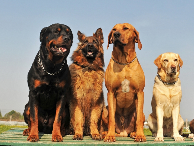 Крупные породы собак в Пионерском | ЗооТом портал о животных